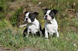 BOSTON TERRIER 183